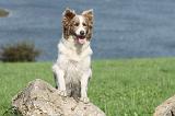 BORDER COLLIE 705